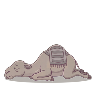 Sabr the Camel exhausted
