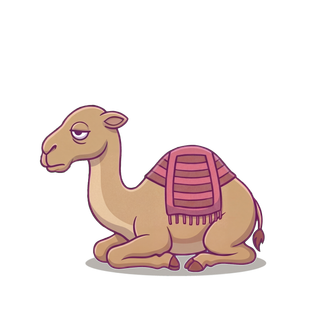 Sabr the Camel tired